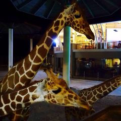 清迈夜间野生动物园