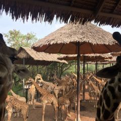 曼谷野生动物世界(野生动物园+海洋公园)门票(儿童) 曼谷野生动物世界(野生动物园+海洋公园)门票(儿童)