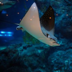 曼谷 暹罗海洋世界+杜莎夫人蜡像馆特惠联票(儿童) 曼谷 暹罗海洋世界+杜莎夫人蜡像馆特惠联票(儿童)