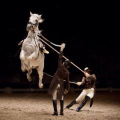维也纳西班牙皇家马术学校演出门票