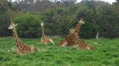 华勒比动物园两天一晚露营之旅（成人16-80岁）