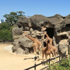 悉尼野生动物园门票(成人16以上)